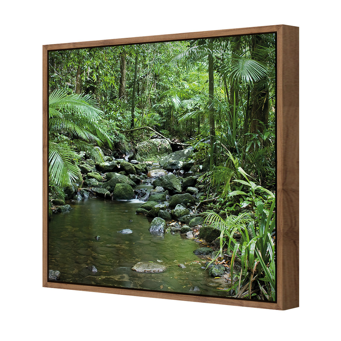 Mossman River In Daintree Rainforest (Square)