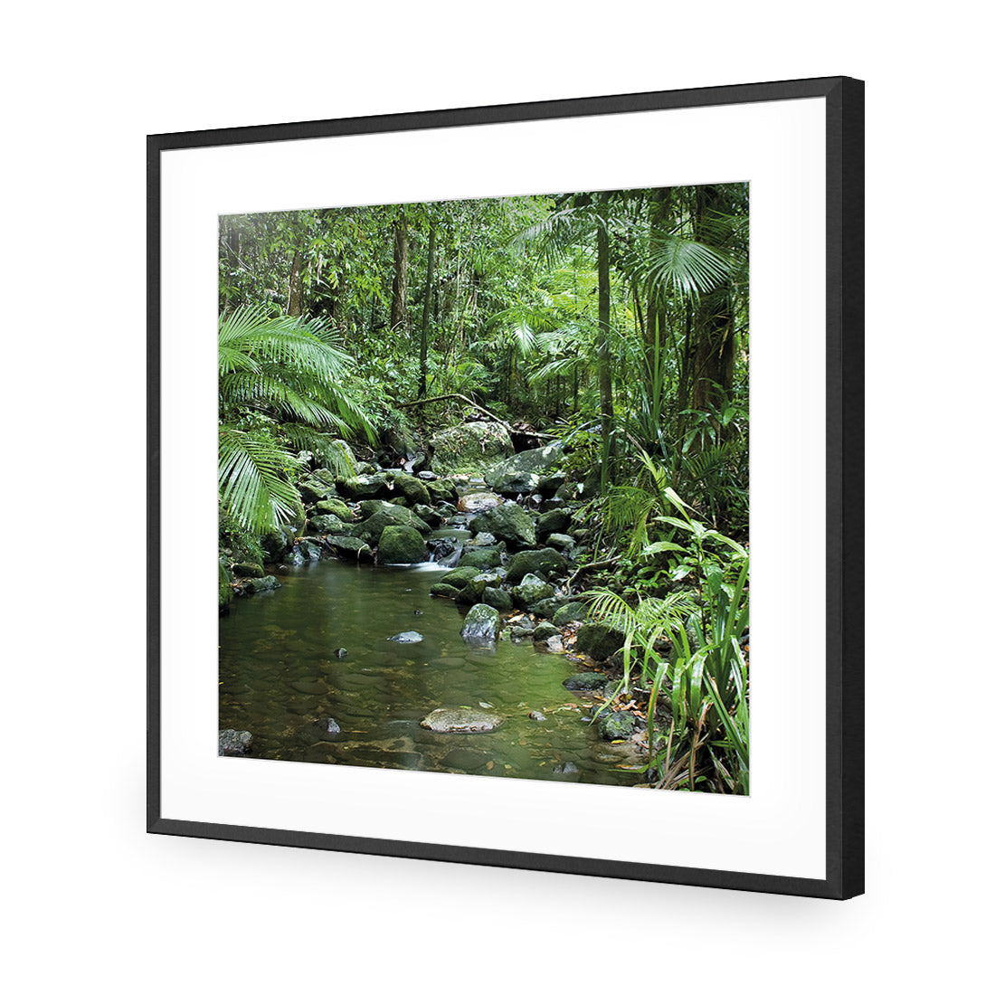 Mossman River In Daintree Rainforest (Square)