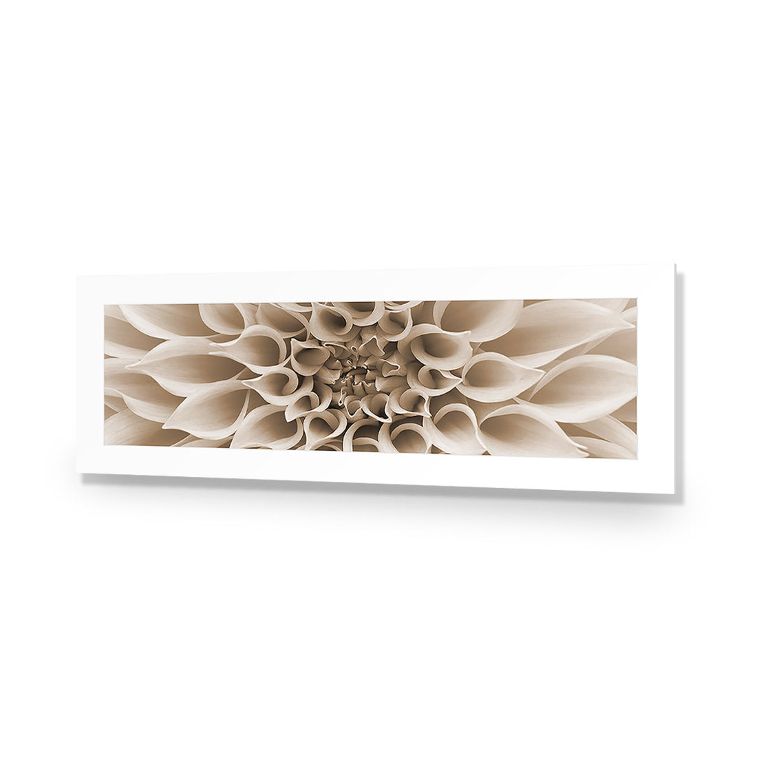 Dahlia Delight, Sepia (Long)