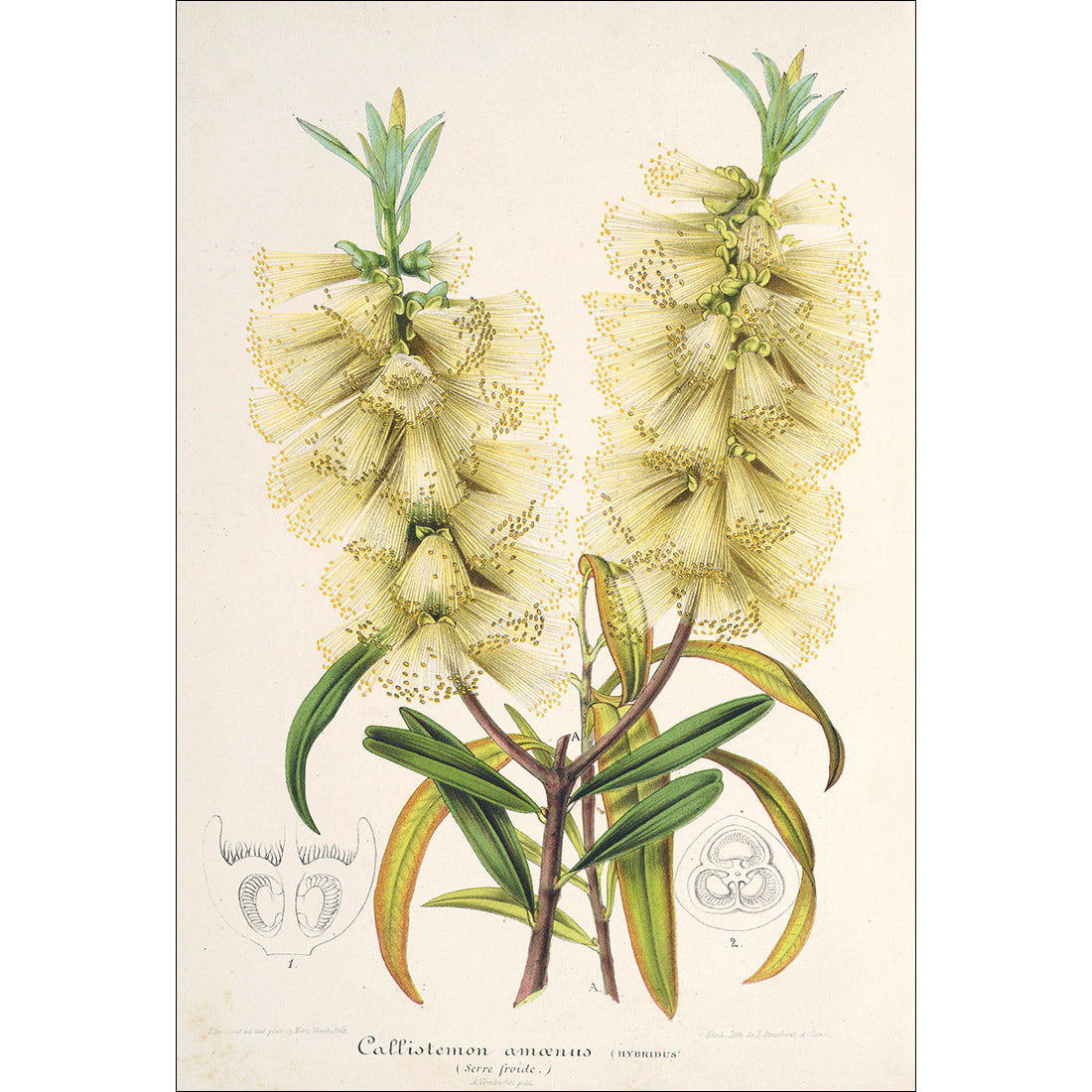 Botanical Illustration Perfect Pair