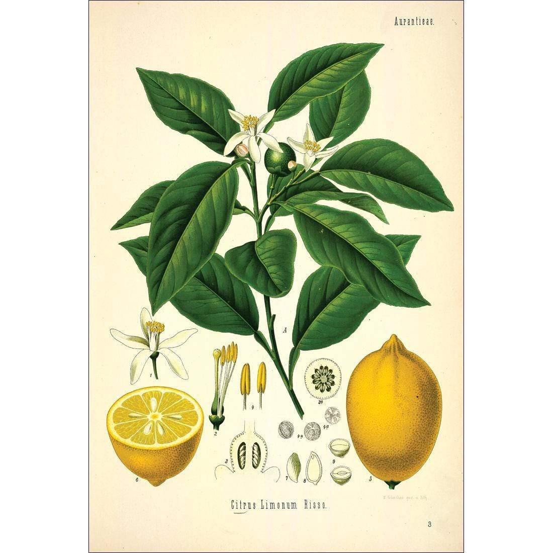 Lemon Botanical Illustration