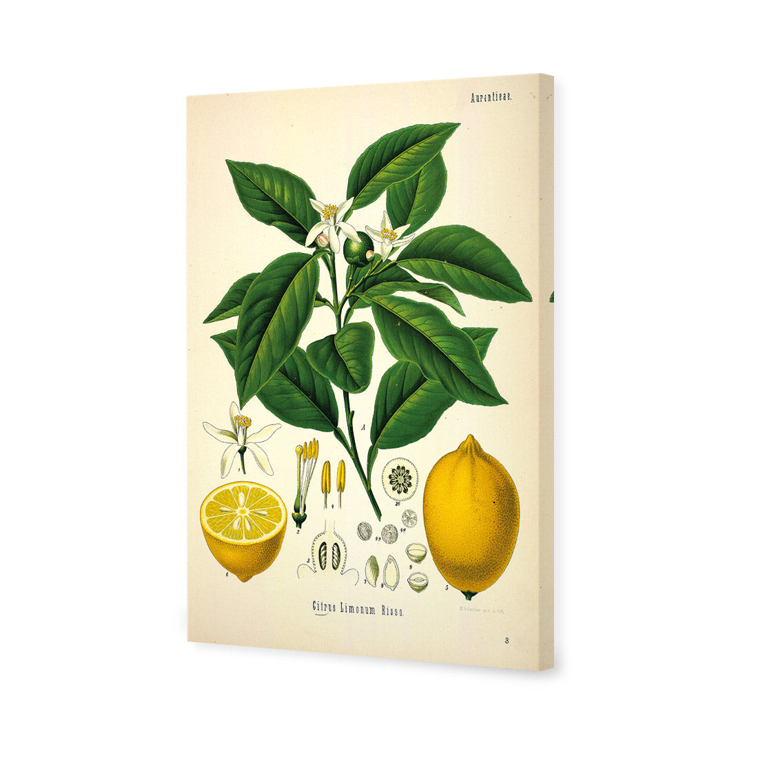 Lemon Botanical Illustration