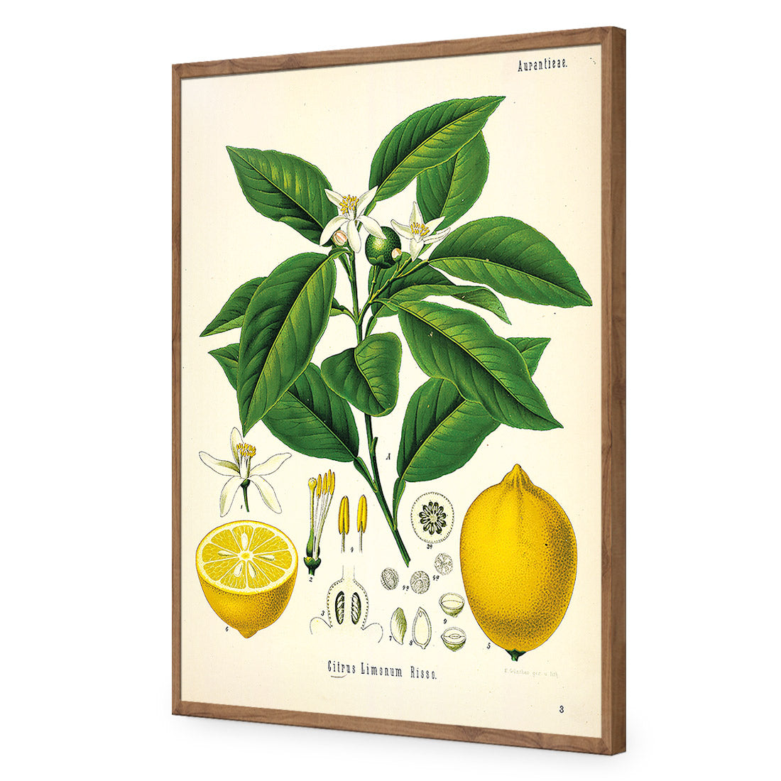 Lemon Botanical Illustration