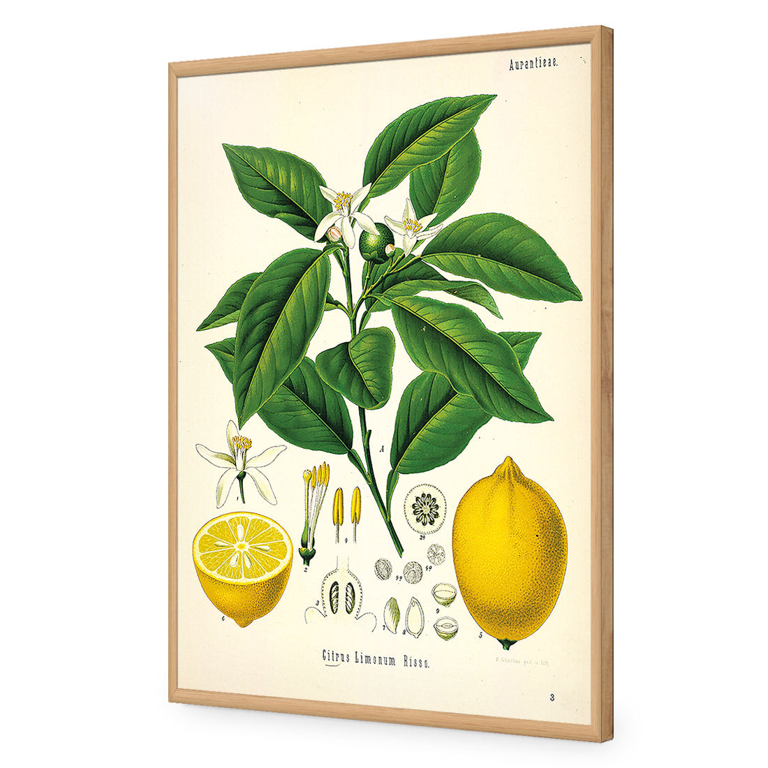 Lemon Botanical Illustration