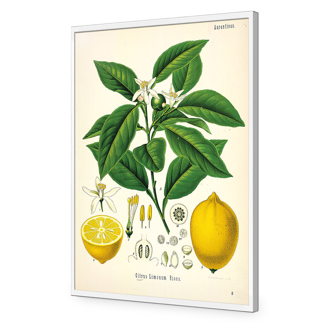 Lemon Botanical Illustration