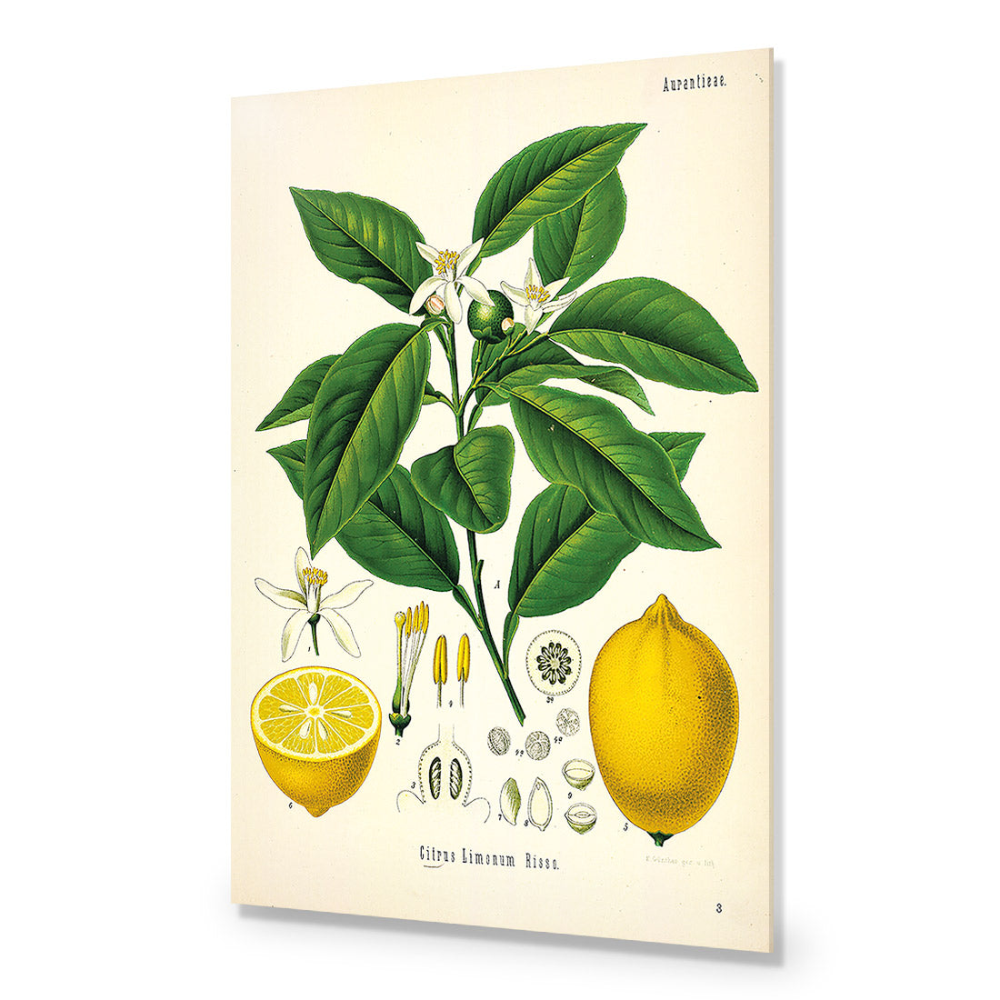 Lemon Botanical Illustration