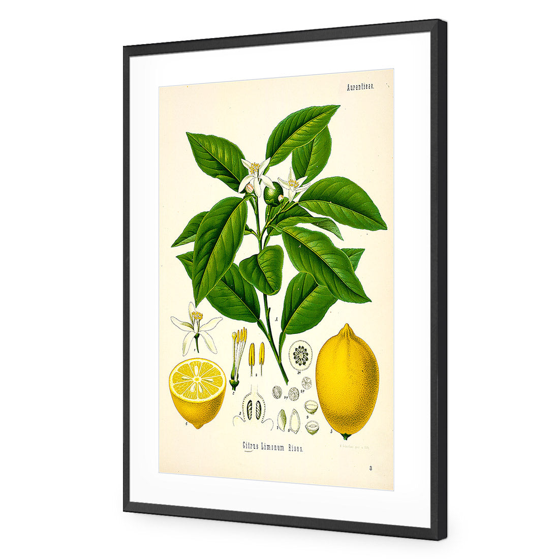 Lemon Botanical Illustration