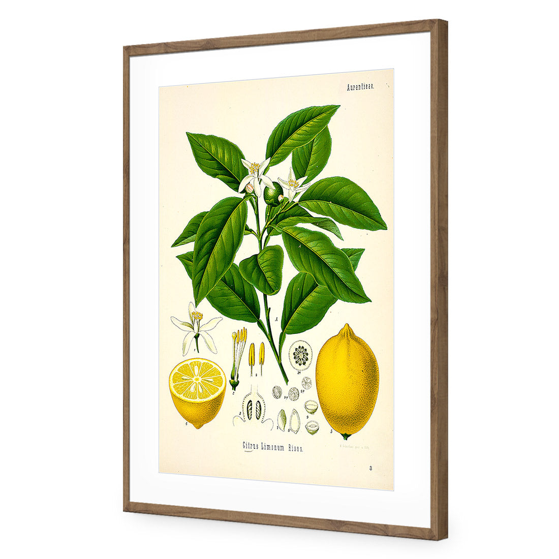 Lemon Botanical Illustration