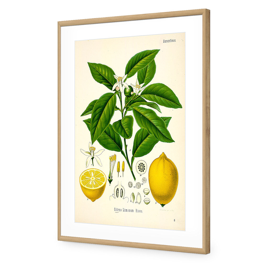 Lemon Botanical Illustration