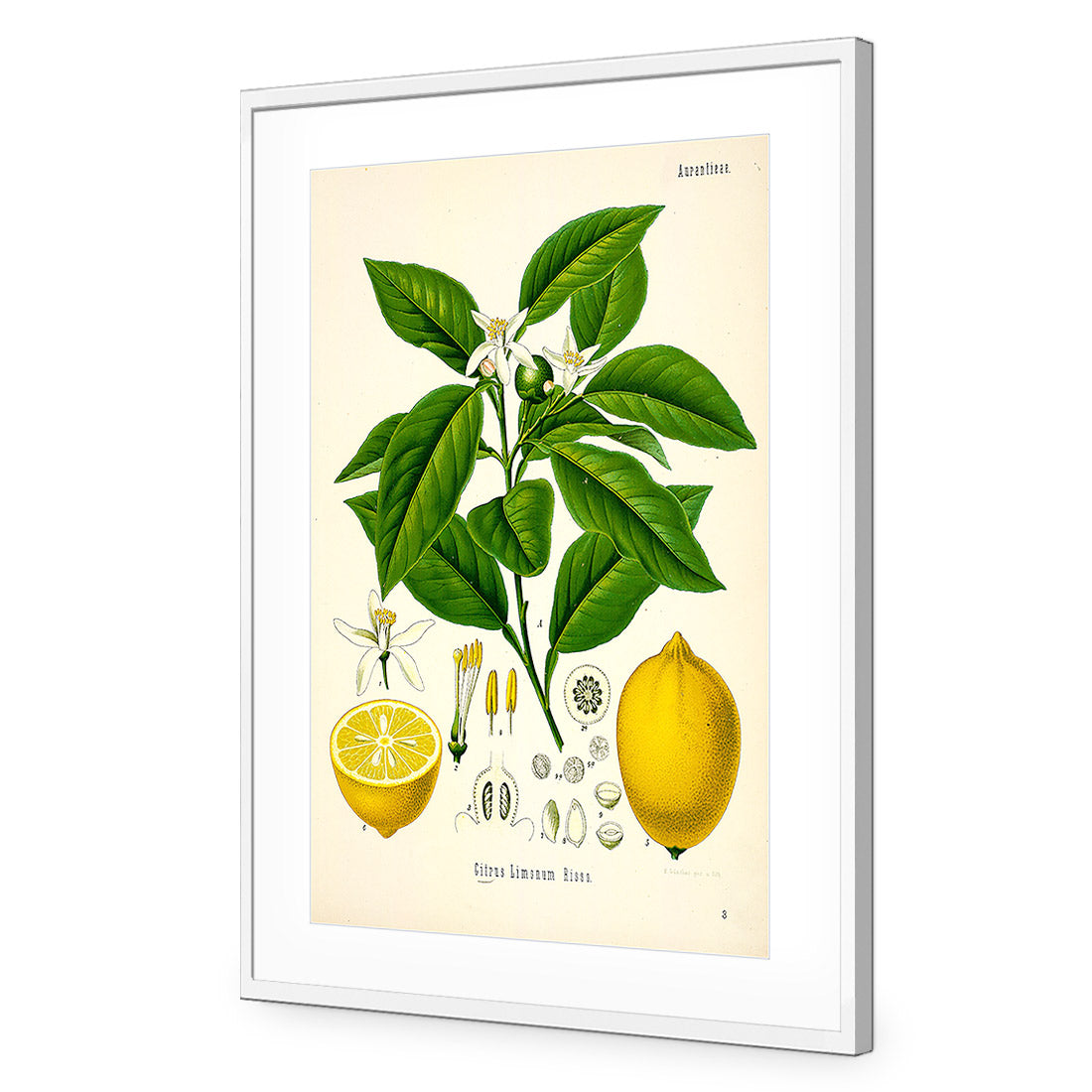 Lemon Botanical Illustration