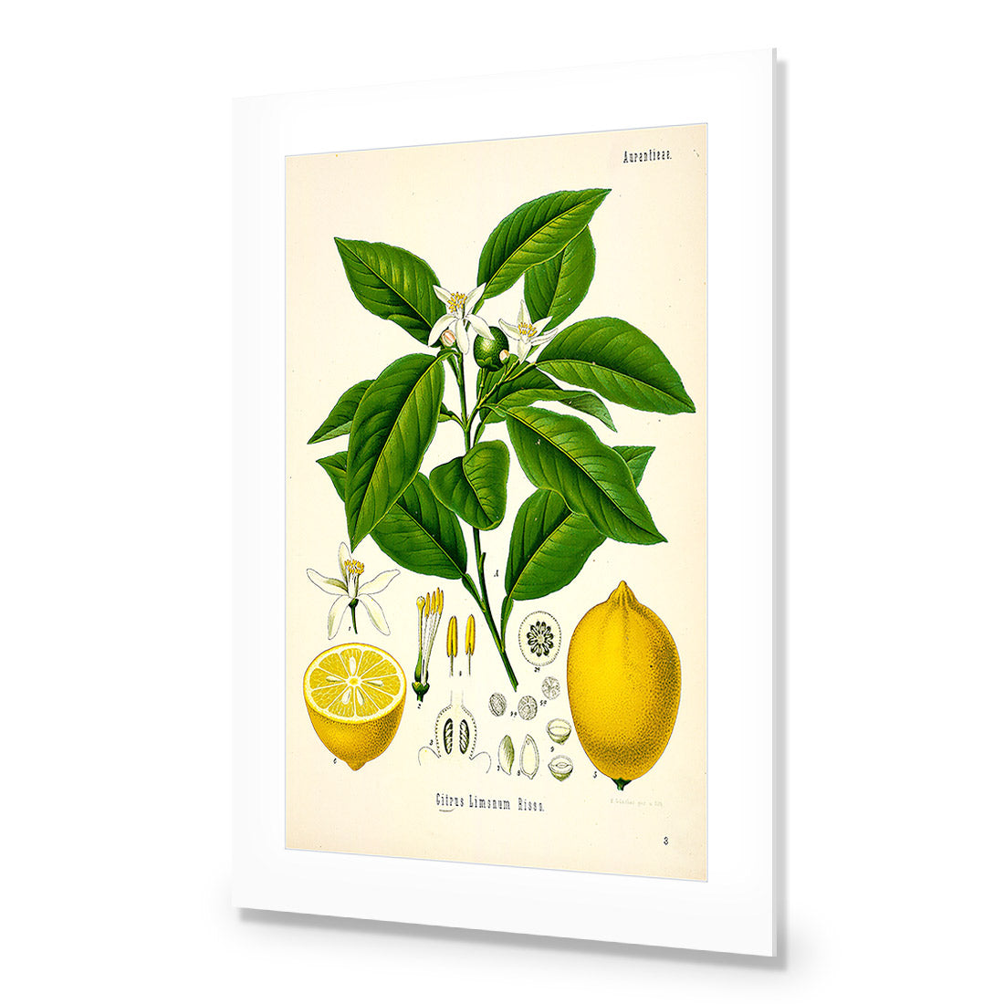 Lemon Botanical Illustration