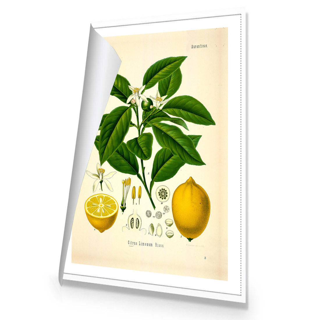 Lemon Botanical Illustration