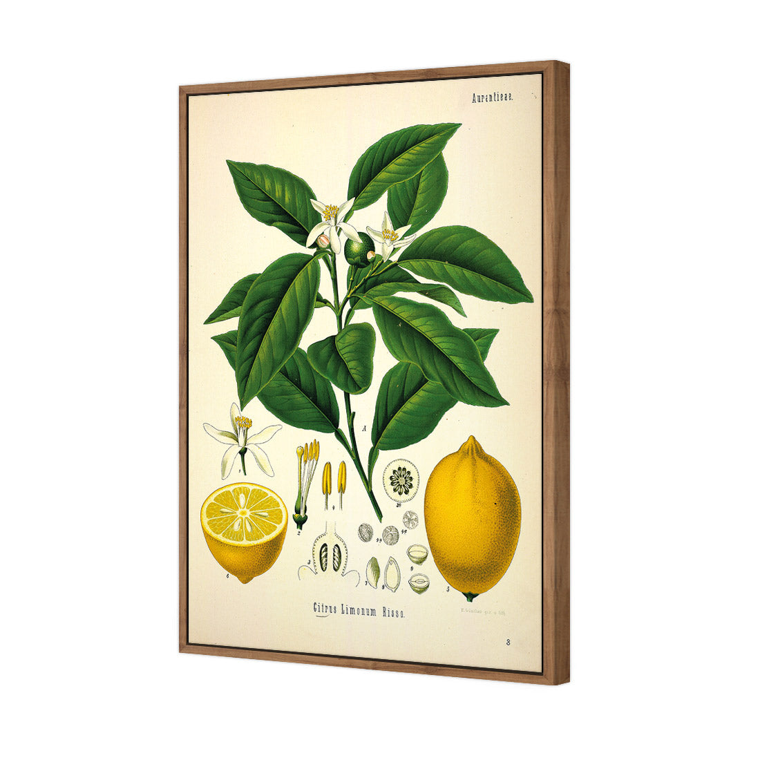 Lemon Botanical Illustration