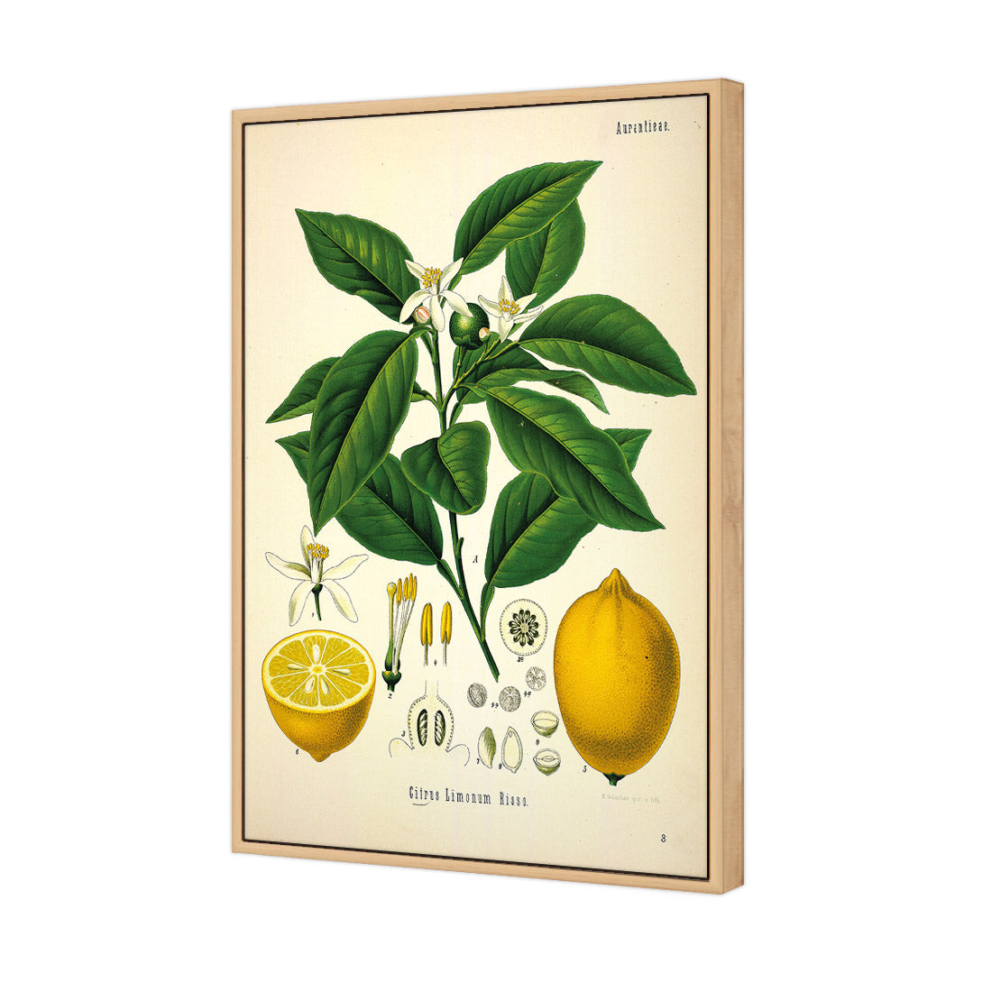 Lemon Botanical Illustration