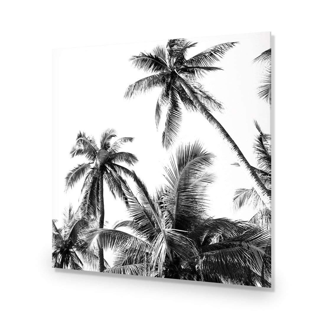 Palm Projections (Square)