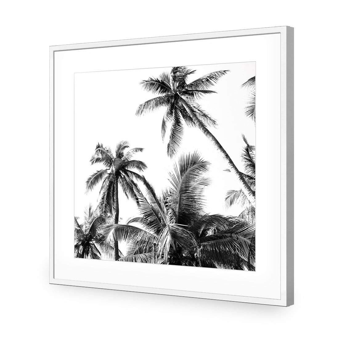 Palm Projections (Square)