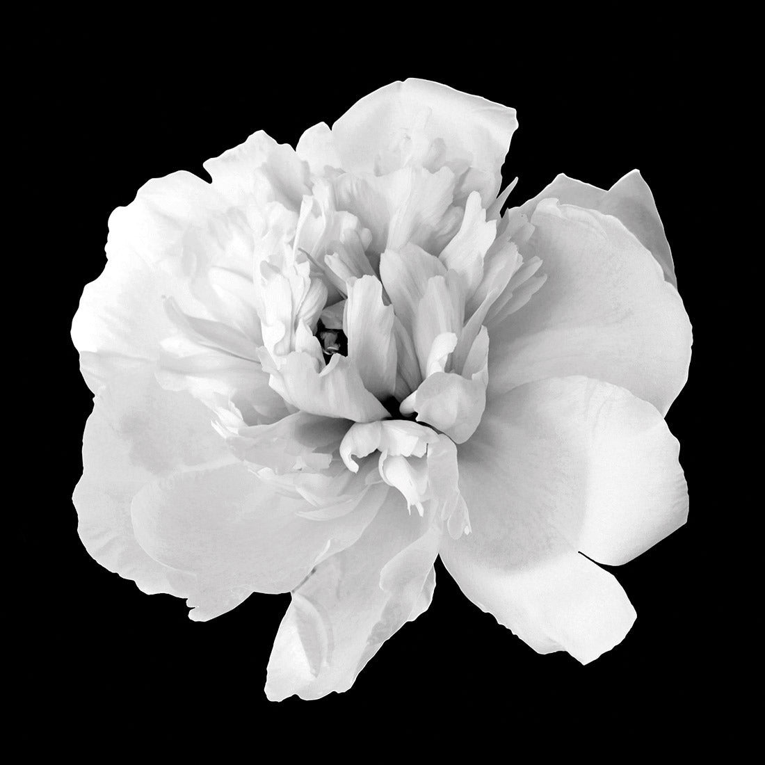 Black and White Bloom Perfect Pair