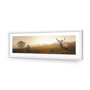 Morning Stag (Long) | Classic Acrylic | Flat Frame With Border | White