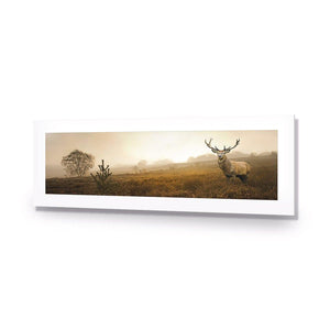 Morning Stag (Long) | Classic Acrylic | No Frame With Border