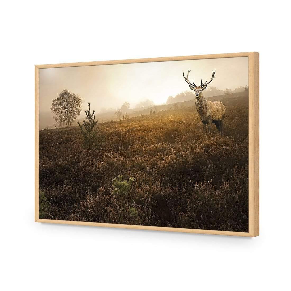 Morning Stag | Classic Acrylic | Flat Frame No Border | Oak