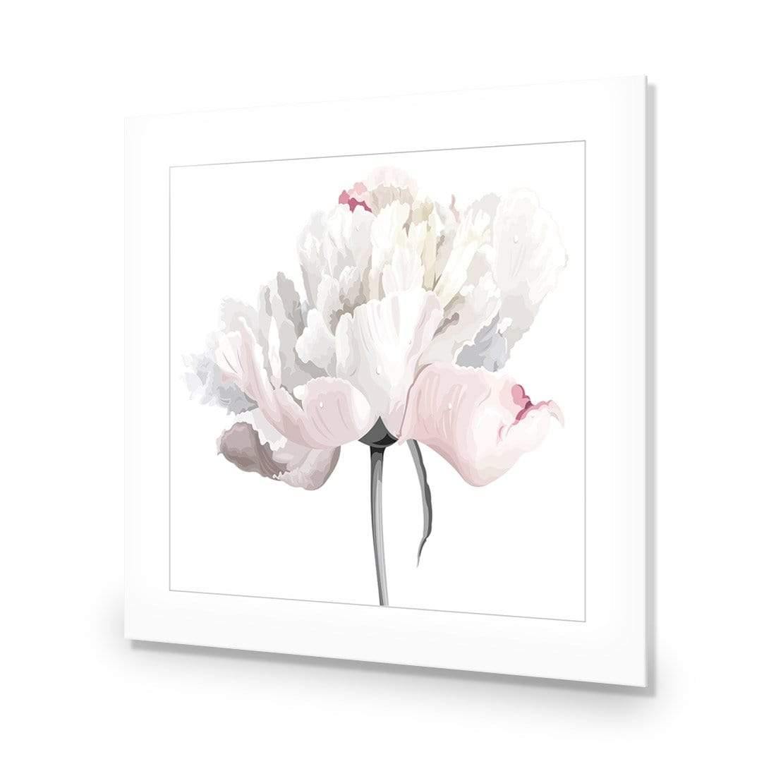 Delicate Bloom on White (Square)