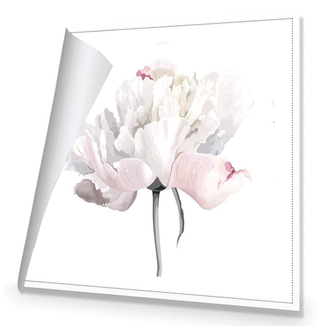 Delicate Bloom on White (Square)