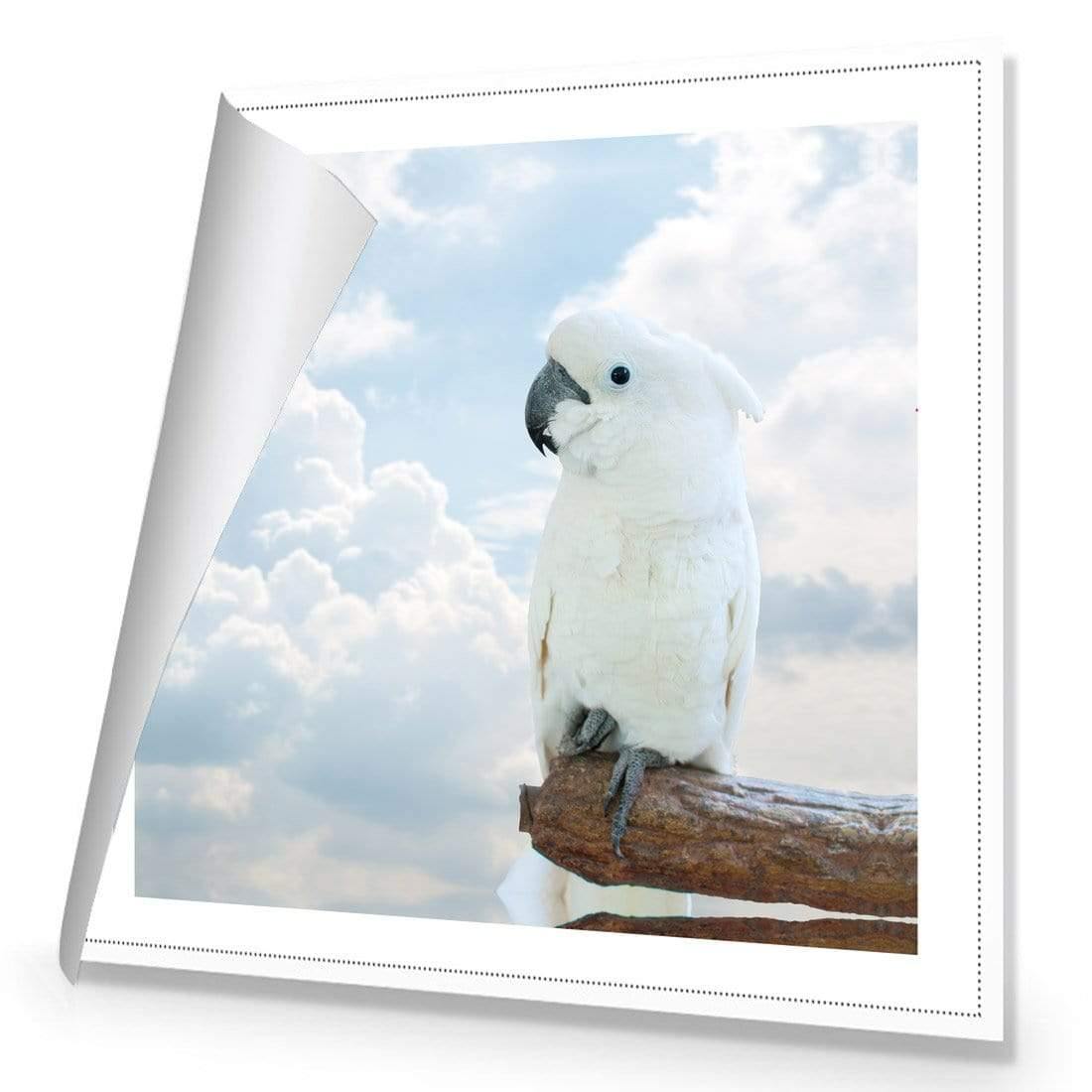 Winston the White Cockatoo