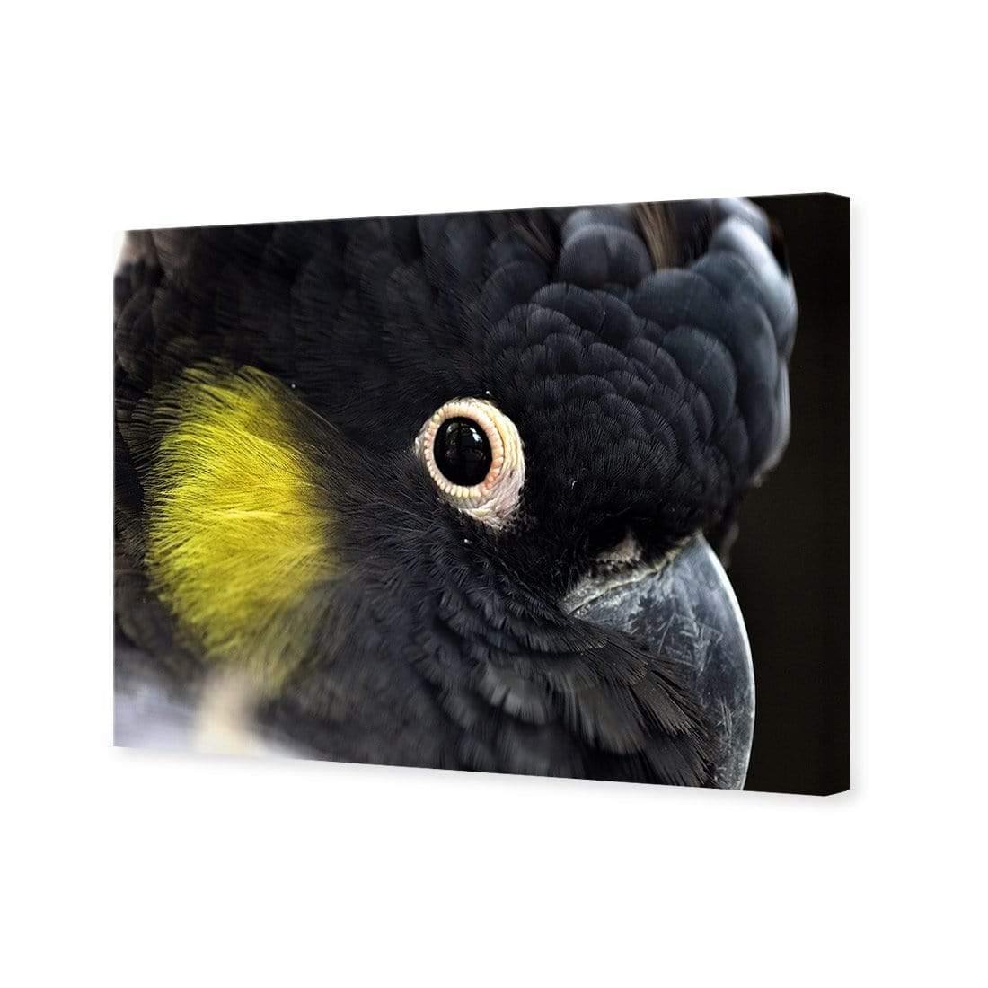 Yellow Tailed Black Cockatoo