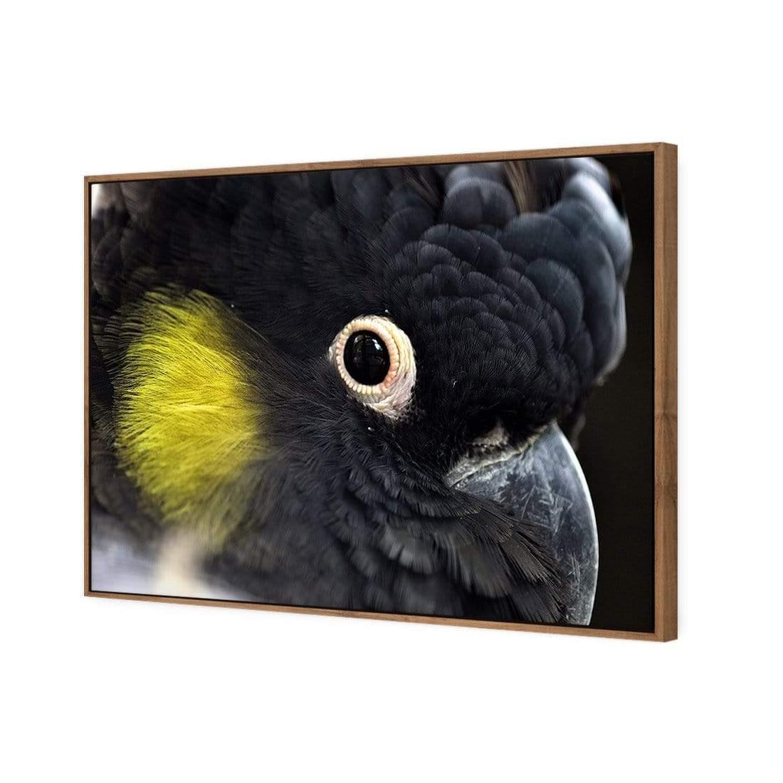 Yellow Tailed Black Cockatoo