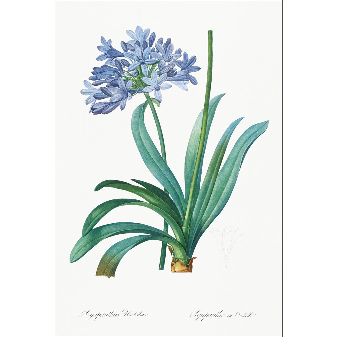 Agapanthus Umbellatus by Pierre-Joseph Redoute