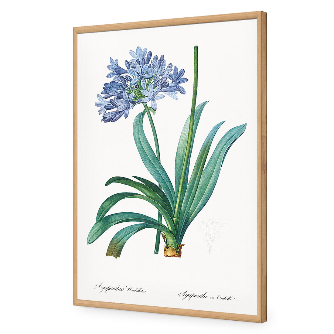 Agapanthus Umbellatus by Pierre-Joseph Redoute