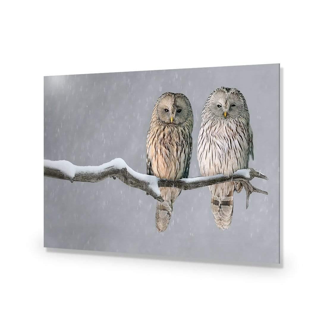 Ural Owl Pair