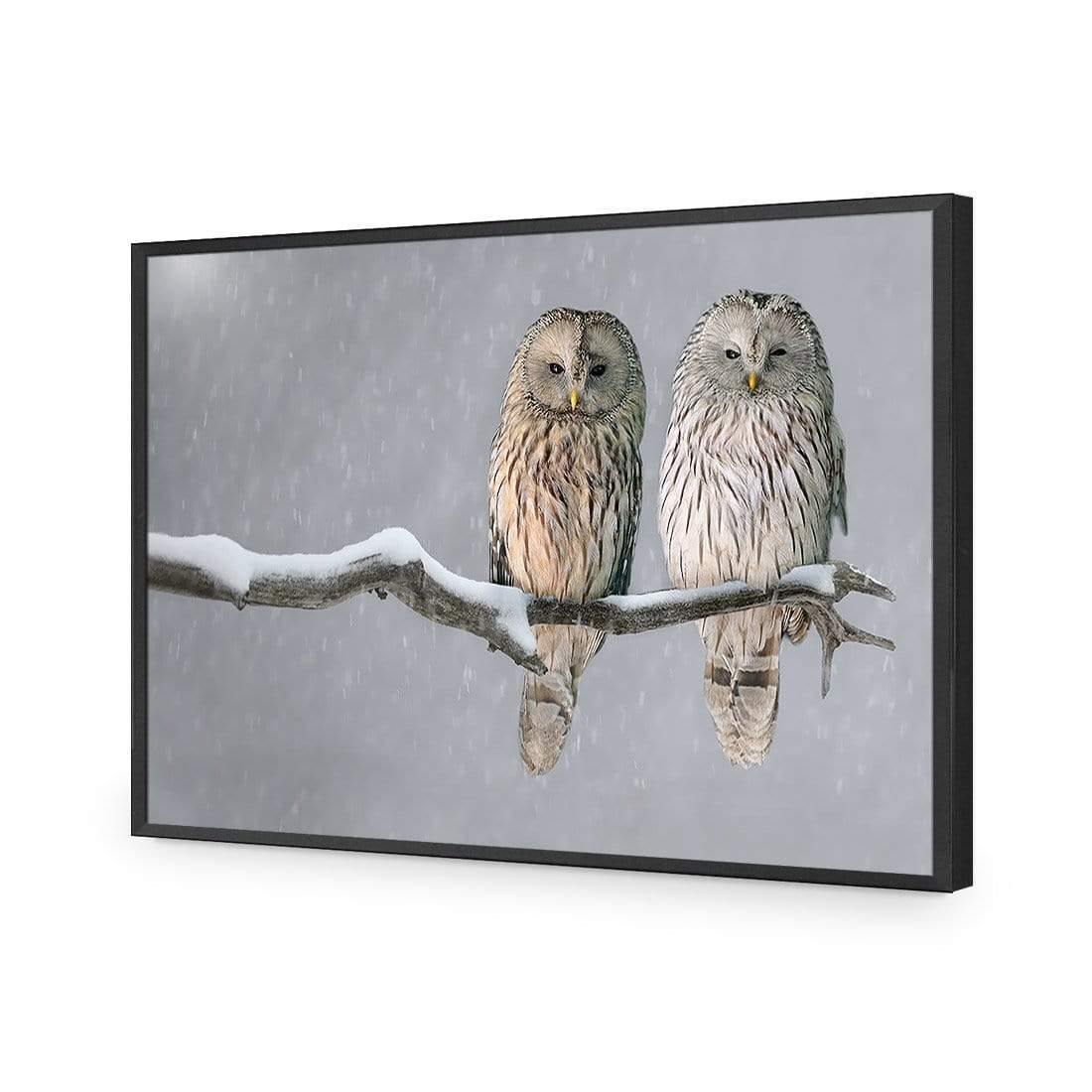 Ural Owl Pair