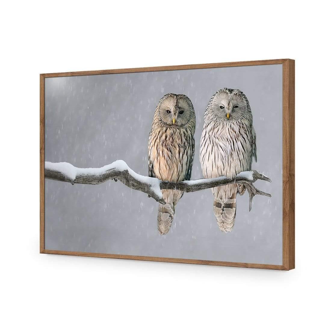 Ural Owl Pair