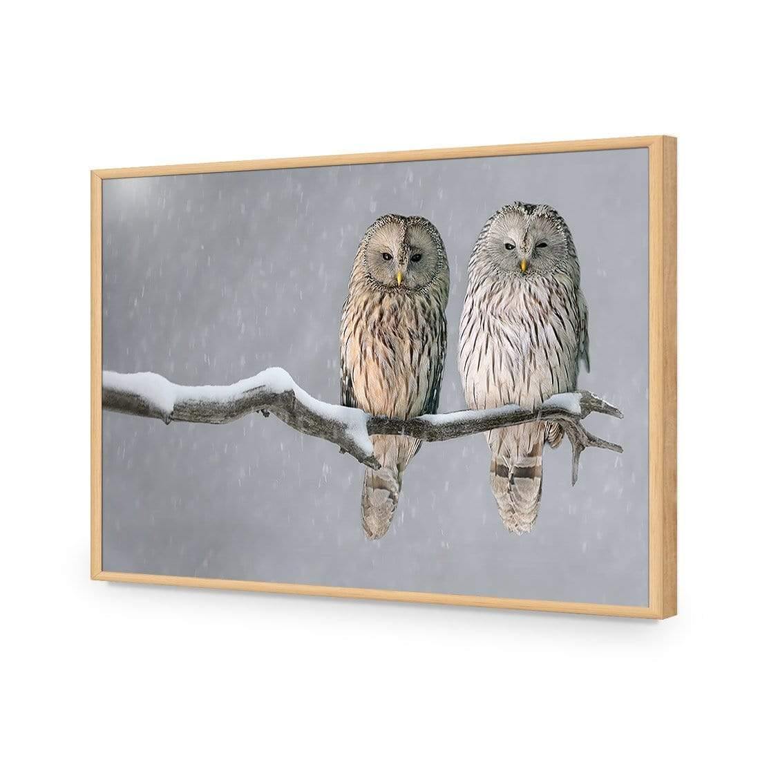 Ural Owl Pair