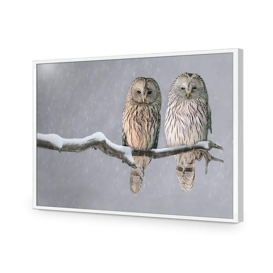 Ural Owl Pair