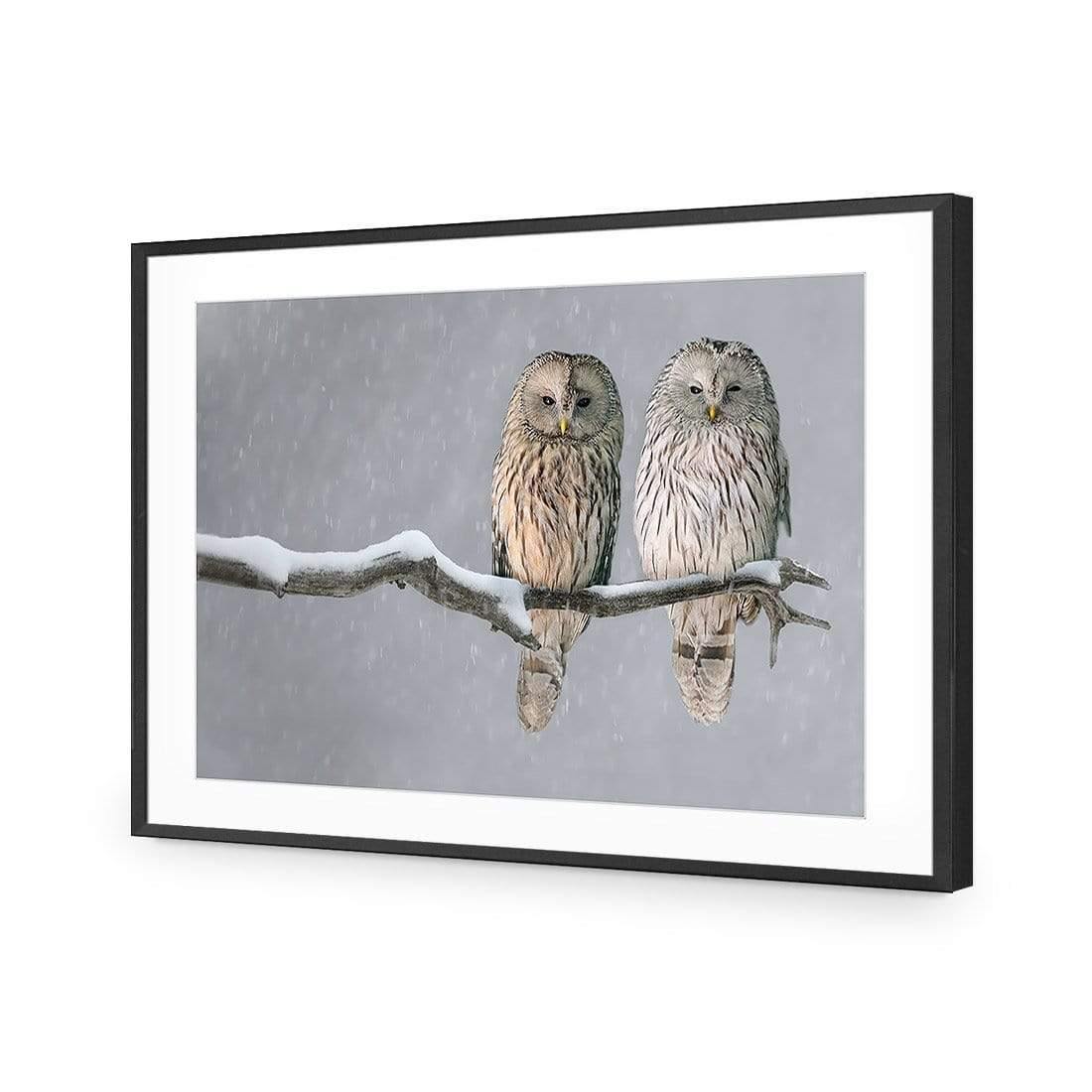 Ural Owl Pair