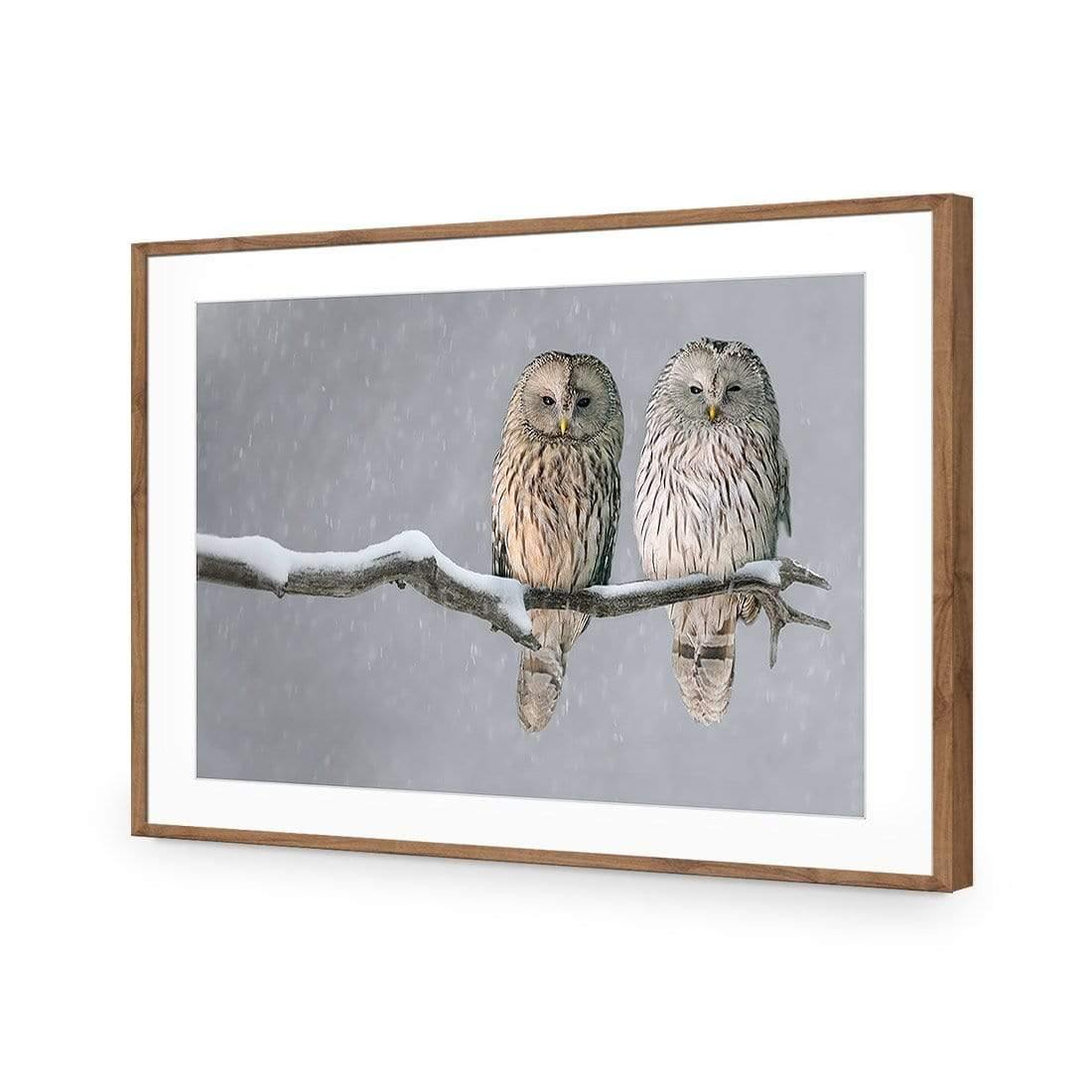 Ural Owl Pair