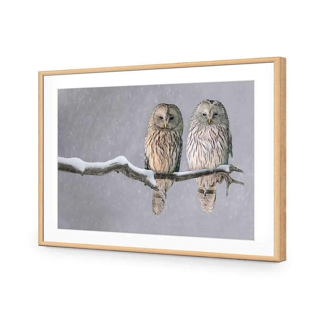 Ural Owl Pair