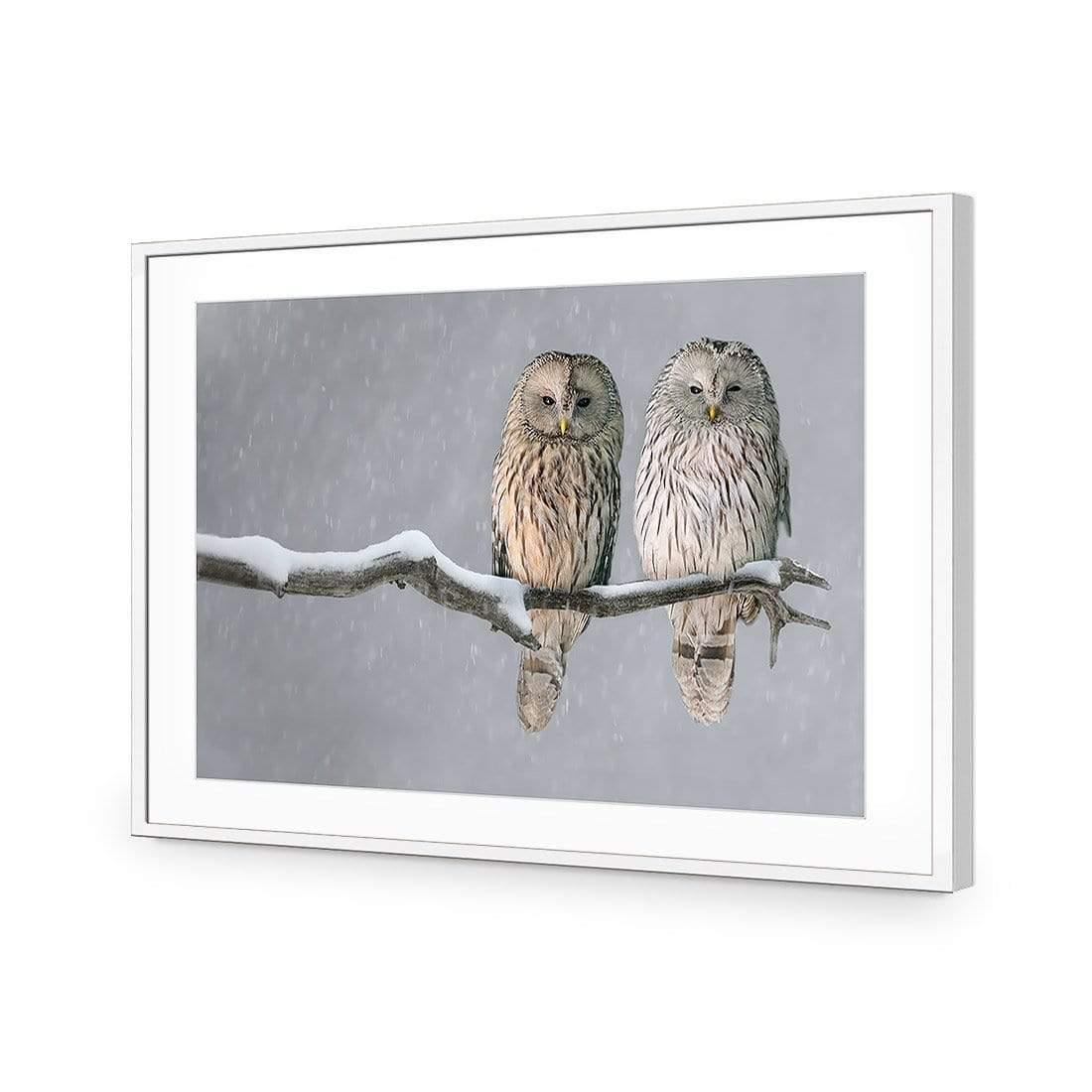 Ural Owl Pair