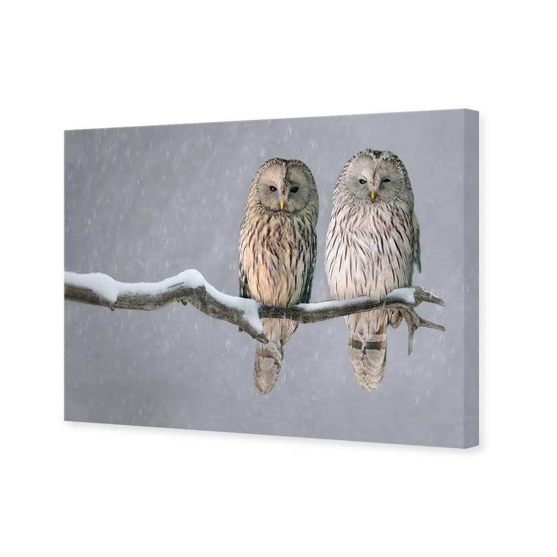 Ural Owl Pair