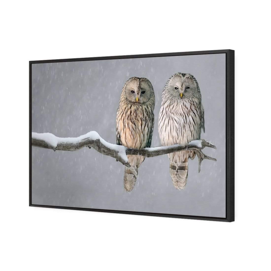 Ural Owl Pair