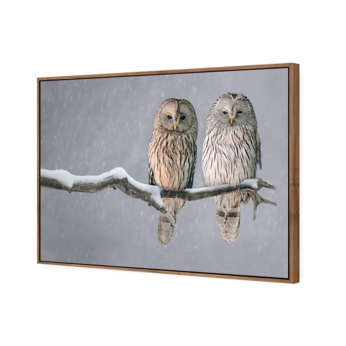 Ural Owl Pair