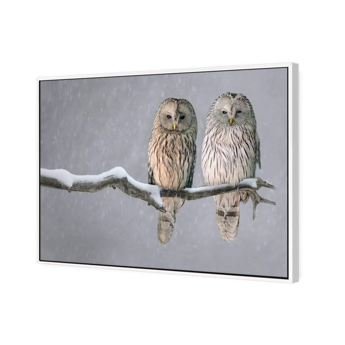 Ural Owl Pair