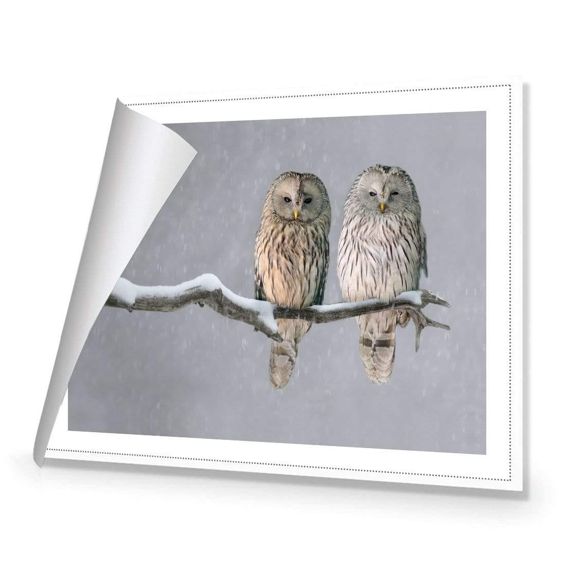 Ural Owl Pair