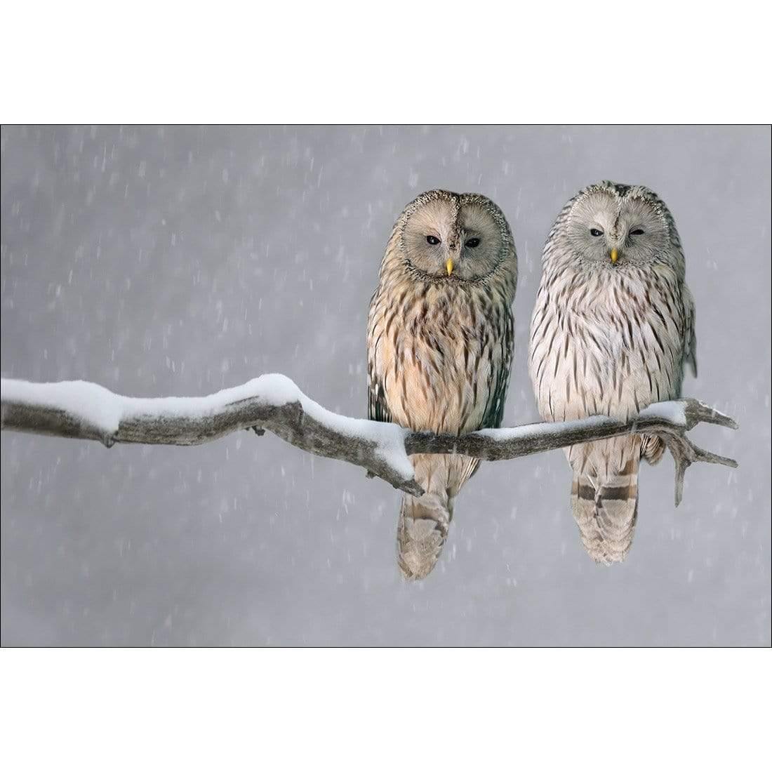 Ural Owl Pair