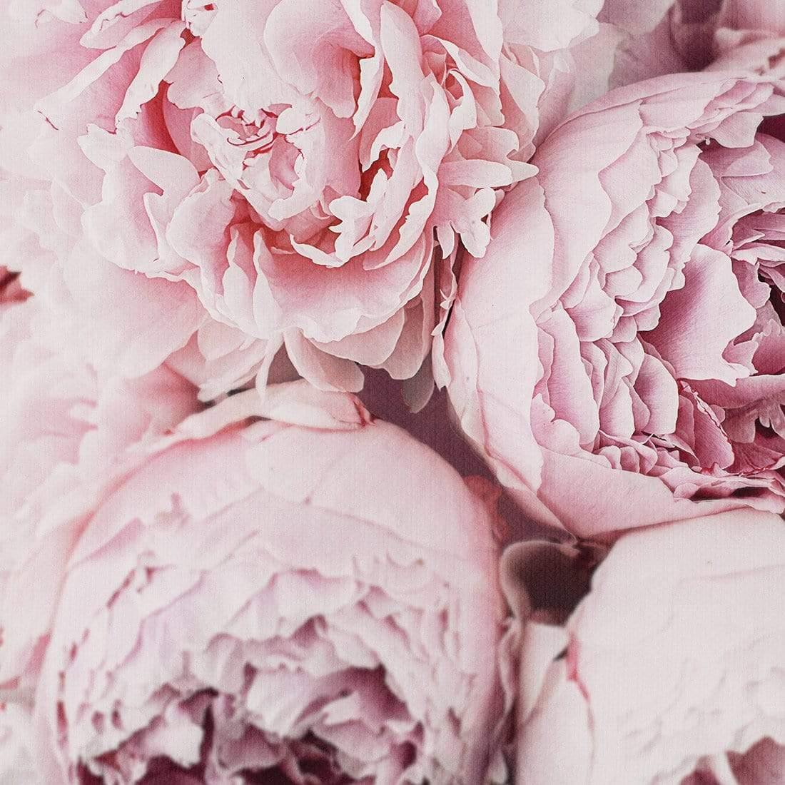 Peony Perfection III