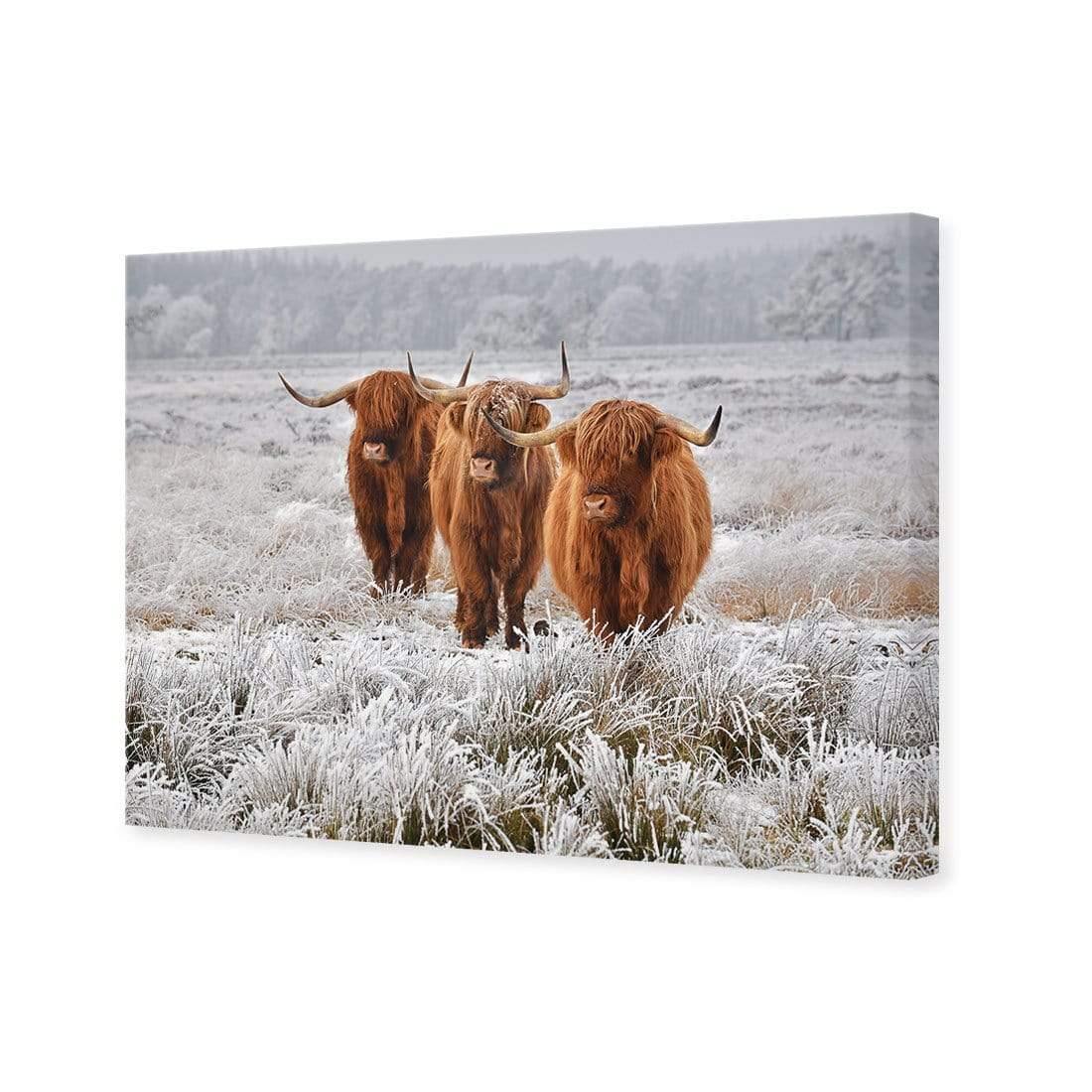 Trio of Highlanders | Classic Canvas | No Frame | Stretched Canvas