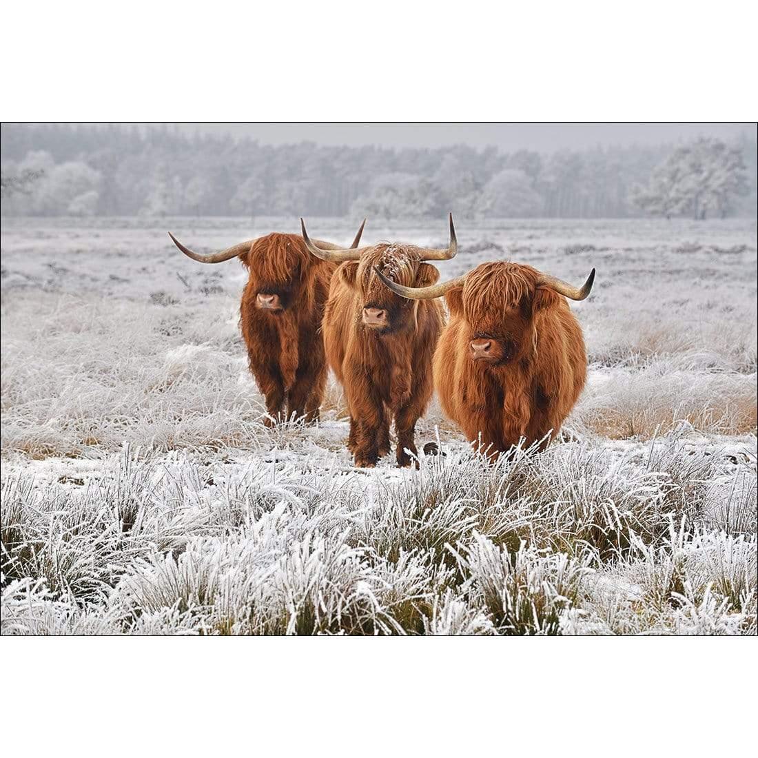 Trio of Highlanders