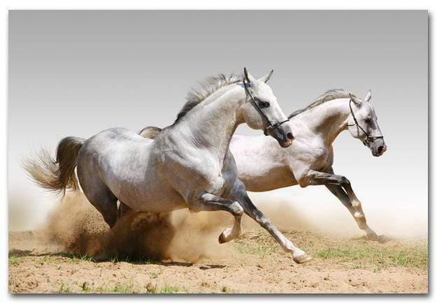 Stallions in the Dust (rectangle)